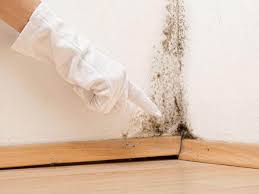 Environmental Consulting for Mold Prevention in Bourg, LA